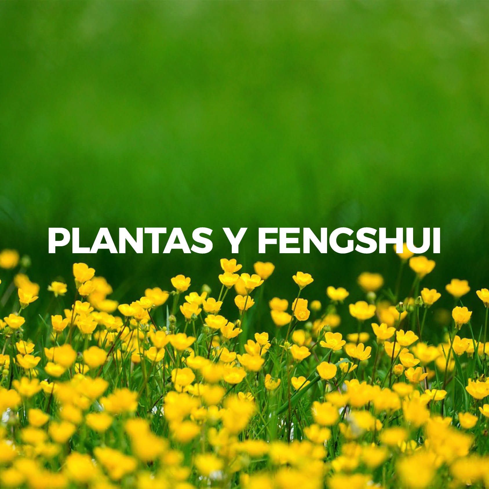 Plantas 0.2