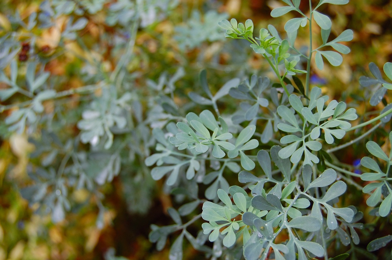 Plantas 10. Ruda
