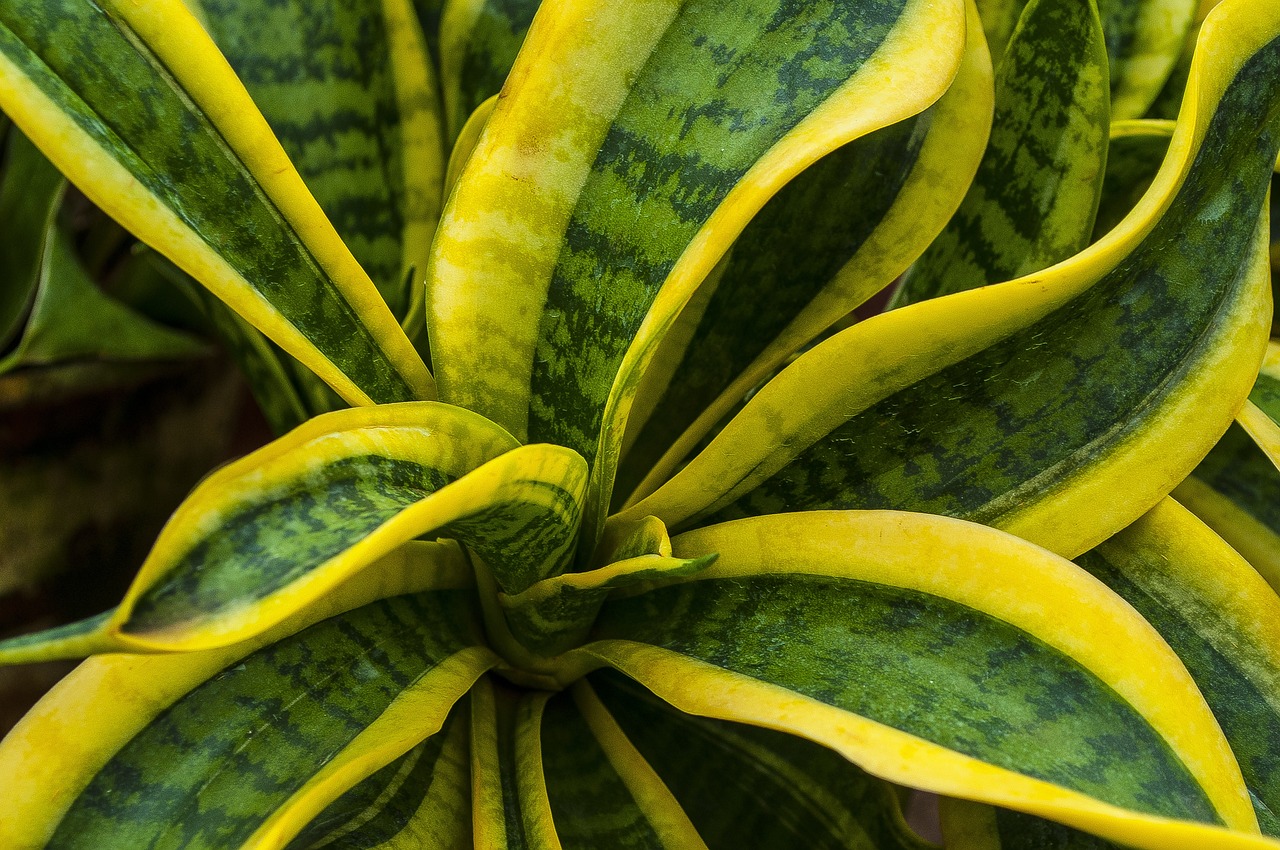 Plantas 2. Espada San Jorge