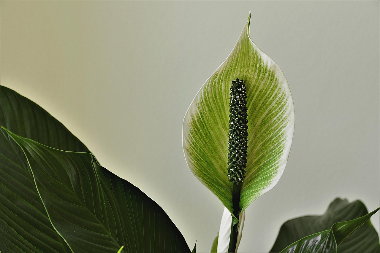 Plantas 3. Lirio Paz