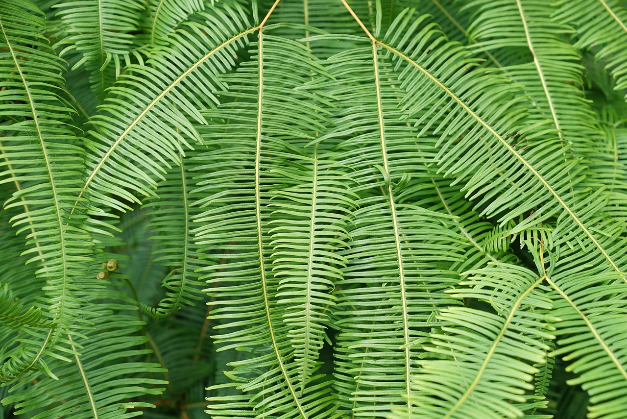 Plantas 4. Helecho Boston
