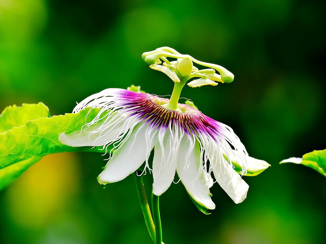 Plantas 5. Flor Pasion