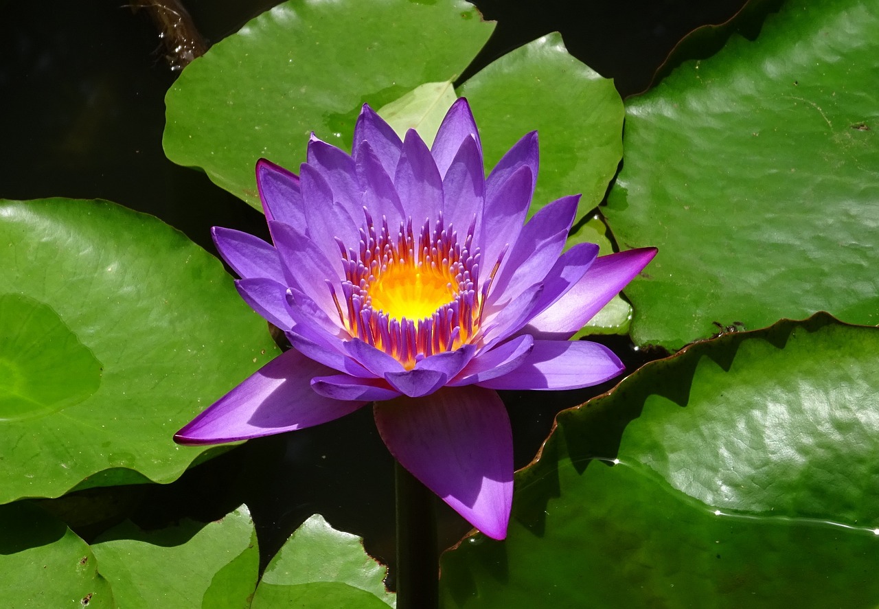 Plantas 6. Nenufar
