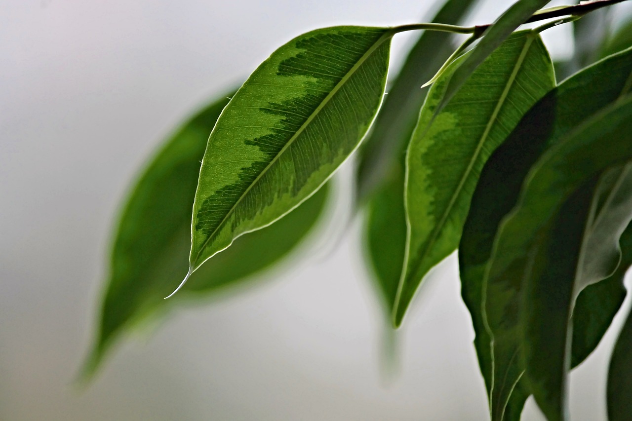 Plantas 7. Ficus