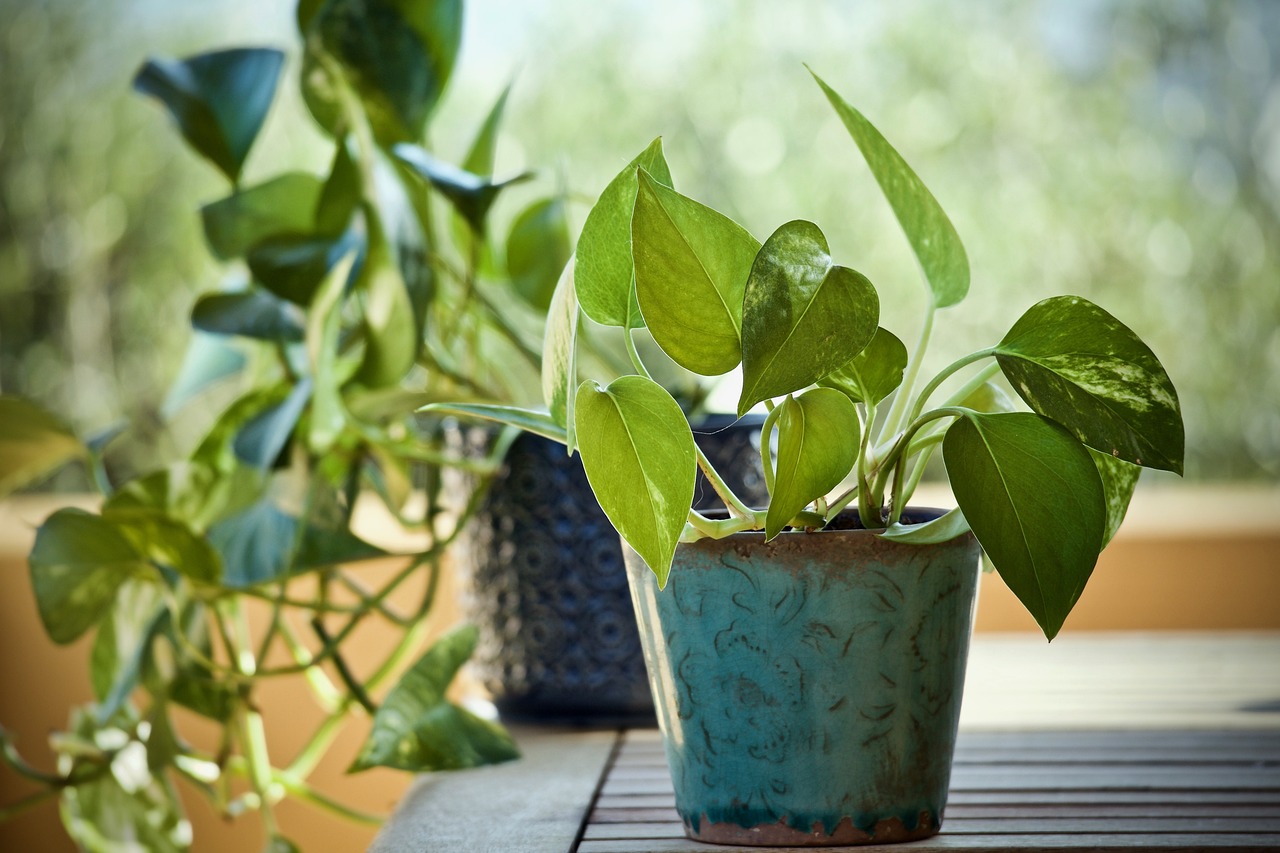 Plantas 8. Pothus