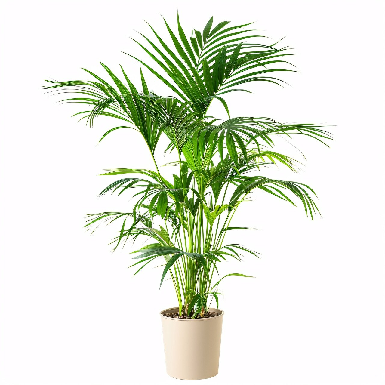 Plantas 9. Palmera Salon